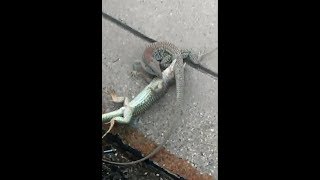 Canyon Spotted Whiptail Lizards Fighting and Drawing Blood [upl. by Mesics]