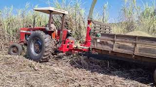 MASSEY FERGUSON 272 RARIDADE PUXANDO ENSILADEIRA NOGUEIRA SEM REDUTOR [upl. by Gausman722]