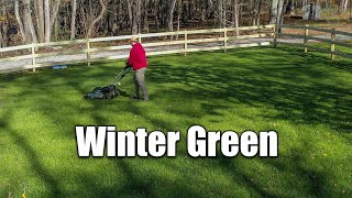 Winter Rye Grass Lawn Care [upl. by Eiznek]