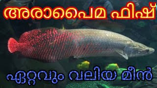 Worlds largest fish  ARAPAIMA feeding big fish 10 Arapaimas arapaima [upl. by Mussman968]