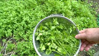 How To Eat Weeds  Chickweed Fritters With Dipping Sauce [upl. by Higginson]