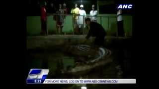 Worlds largest croc in captivity dies [upl. by Groark]