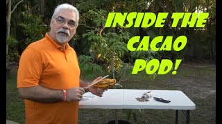 Growing Chocolate Trees in Florida  How to open a cacao pod  cacao fruit taste test [upl. by Barayon]