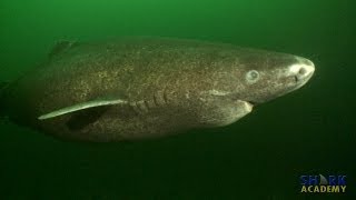 Greenland Sharks  SHARK ACADEMY [upl. by Albie]