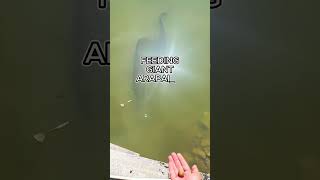 Feeding Giant Arapaima 😱 Subscribe for more fishing content [upl. by Ydnab763]