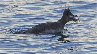 Red breasted Merganser catches a Sculpin [upl. by Ahsiym]