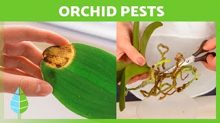 7 COMMON DISEASES of ORCHIDS 🌸 Orchid Care [upl. by Erusaert]