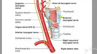 Larynx nerve supply [upl. by Nohsreg]