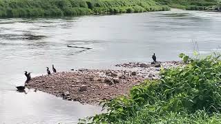 Weser Idylle Hemeln und Fähre [upl. by Aeet]