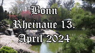 Bonn 13 April 2024 Rheinaue [upl. by Cnahc]