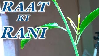 Raat Ki Rani Tips amp Care  Summer Season Flowering Time [upl. by Sanderson]