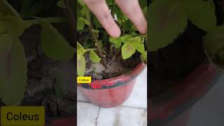 Saving coleus Plant for next season  Coleus winter care [upl. by Nivi9]