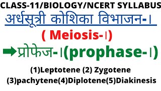 कक्षा11अर्धसूत्री विभाजन।meiosis।प्रोफेज।prophase। एवं इसकी अलगअलग अवस्थाएं [upl. by Patrizio]