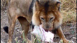 Lion eating feeding on giraffe HD [upl. by Chickie84]