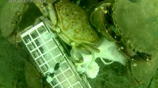 捉蟹記錄Crab catching records Aug2024 Victoria Rotary Pier Walkway vol1 [upl. by Marcin]