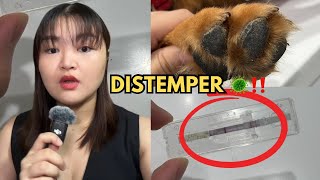 DISTEMPER🦠 Symptoms prevention treatment [upl. by Yee]