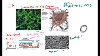 Cell Biology Lecture 9 The Cytoskeleton [upl. by Aratahc]