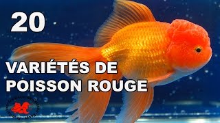 Poisson rouge  Variétés et races [upl. by Icat]