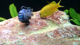 Malawi Cichlids Breeding Close up hd vid of Pseudotropheus saulosi spawning [upl. by Turnbull]