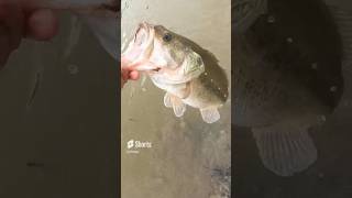 Northerners in disbelief when they see an average sized texas fishing bassbaits bassfishing [upl. by Laenaj290]