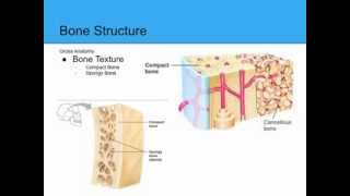 Bones and Skeletal Tissues [upl. by Amoritta]