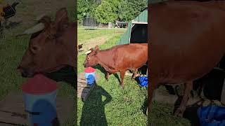 homesteading cows farmlife [upl. by Roche]