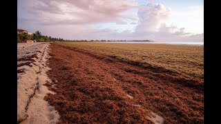 Sargassum Cleanup 2023 [upl. by Aphra626]