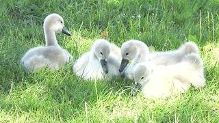 Mamma cigno con i suoi piccoli sul lago di Angera [upl. by Aikaj]