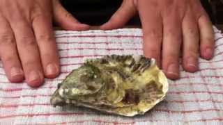 How to shuck an oyster with a screwdriver [upl. by Newcomb]