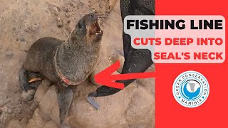 Fishing Line Cuts Deep Into Seals Neck [upl. by Boycie]