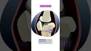 Osteoarthritis Hindi ऑस्टियोआर्थराइटिस shorts health healthcare fittness medicinesir [upl. by Pleione828]