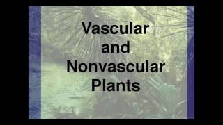 Vascular and Nonvascular Plants [upl. by Akived]