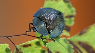 Chrysomelidae Cassidinae  Besouro tartaruga [upl. by Adirahs]