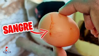 Por que mi Gallina puso un Huevo con Sangre 🥚 Las Gallinas Negras pusieron su primer Huevo 🐔 [upl. by Phineas278]