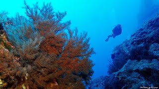 Diving on the Canary Islands La Gomera [upl. by Janis]