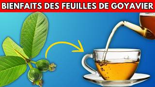 10 Raisons de Boire du Thé aux Feuilles de Goyave  Bienfaits Incroyables pour la Santé [upl. by Eudoxia]