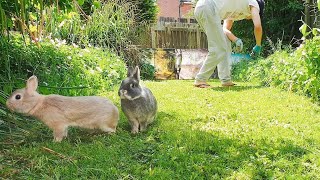 Bunny Cam 5  Summer Garden Run  Netherland Dwarf Rabbits  Slice of Life [upl. by Phi]