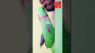 Cute Parrot Barking 🤩😘 cute funny talkingparot funnybird indianringneck parrot parrotlover [upl. by Ahsets901]