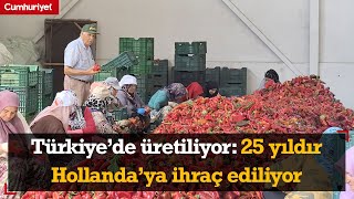 Türkiye’de üretiliyor 25 yıldır Hollanda’ya ihraç ediliyor [upl. by Moselle]