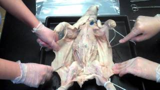 Day 1 Fetal Pig Dissection  Initial Skin Removal [upl. by Ecneitap766]