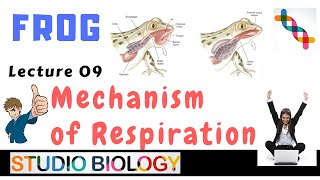 Class 11Zoology LecturesDiscuss the Mechanism of Respiration in frog amp its types and methods109 [upl. by Amej]