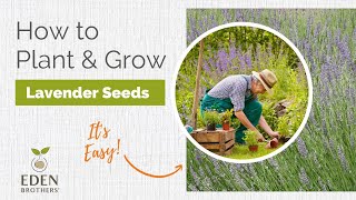 Lavender  How to Grow from Seed [upl. by Bittencourt852]