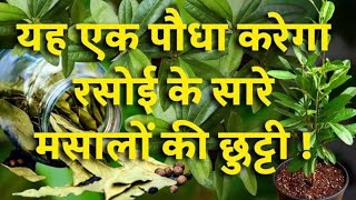 All spiceSugandhi plantPimenta dioica [upl. by Hoye]