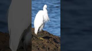 Little Egret Brancaster Staithe shorts [upl. by Aiak]