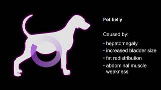 How to Recognise Cushings Disease P Disease [upl. by Eden300]