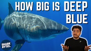 Is Deep Blue Really The BIGGEST Great White Shark [upl. by Stutzman]