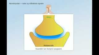 Hormonsystem og nervesystem [upl. by Nessim]