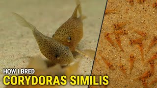 How I Bred Corydoras Similis at Home [upl. by Haden91]