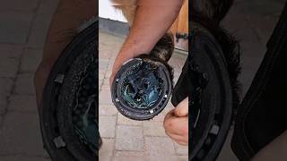 horse hoof horsecare satisfying horseshoe horse [upl. by Latonia]