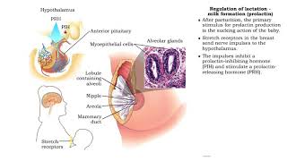 Lactation and Breast Feeding [upl. by Adnahs]